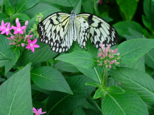 Butterfly in Kew Gardens