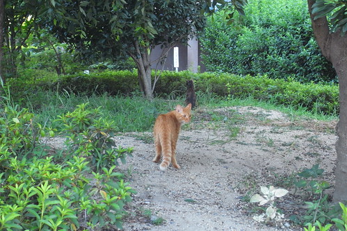 Today's Cat@2010-08-05