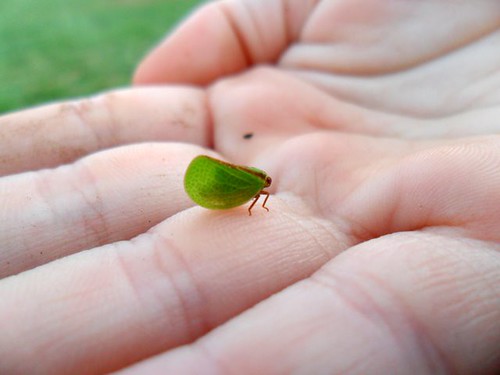 Tiny Leaf Bug