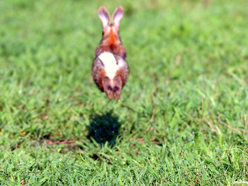 Cottontail in flight 20100805