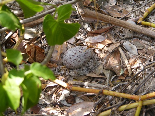 Sooty Tern Egg