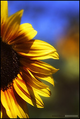 Terra Nova Sunflower