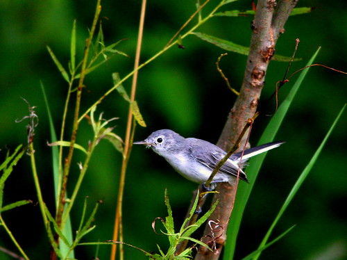 Blue-gray Gnatcatcher 20100818