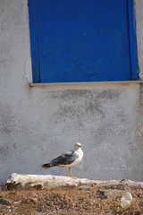 foto grecia skiathos isola deserta uccello