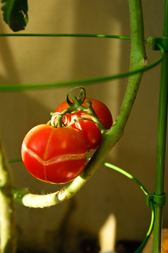 My tomato harvest