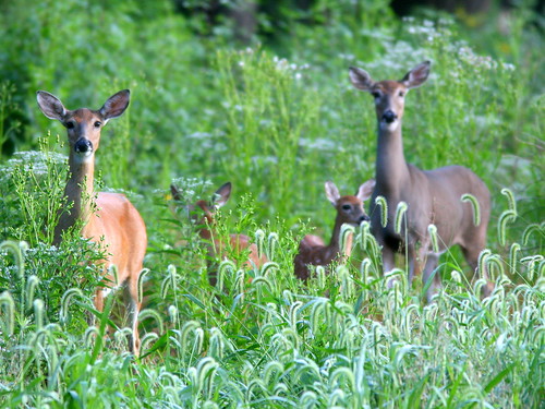 Four Deer 20100826