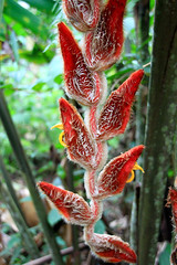 Selva Viva - amazonia Ecuatoriana