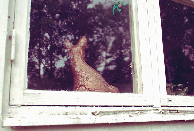 window deer