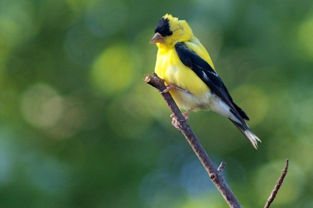 2010.09.04 - goldfinch