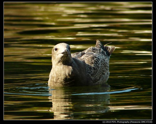 Young unknown Gull (Laridae)