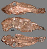 Hipparion skull from the Blackhawk Quarry