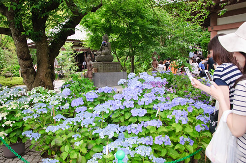 Hydrangea at Kamakura