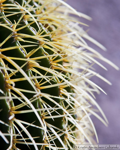 Barrel cactus spine