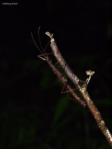 日本棘竹節蟲 Neobirasea japonica