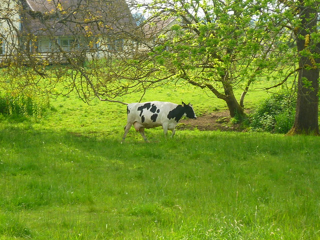 cow on the move