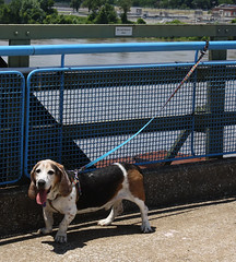 Jake on the Old Chain of Rocks Bridge