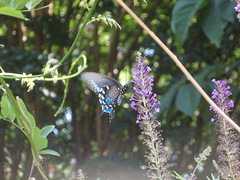 butterfly feeding (2)
