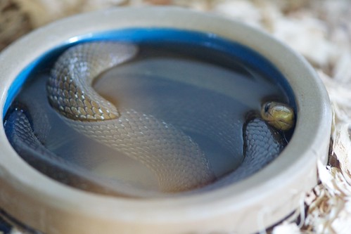 Aesculapian Snake soaking