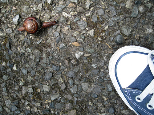 olympia_snail