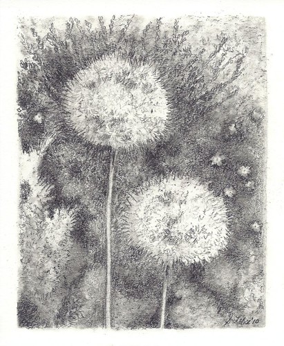 Two Alliums, graphite