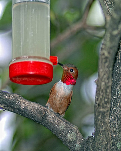 Red Throated Hummingbird 