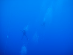 Blue Water Diving Big Island Hawaii