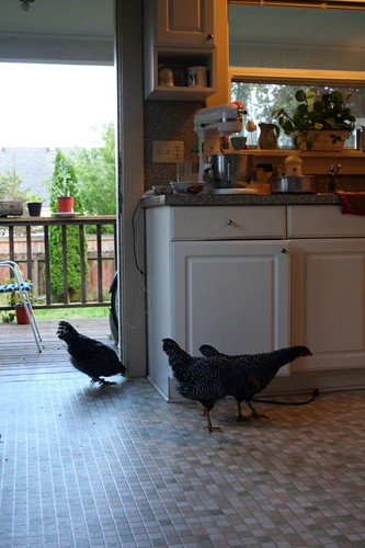 chickens in the kitchen! noooo