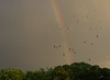 虹と椋鳥