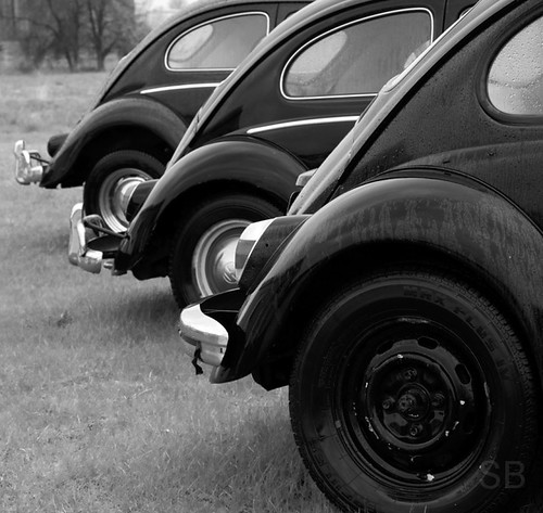 beetle row