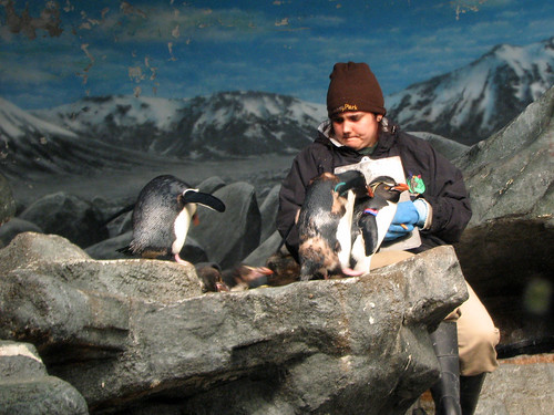 Kovler Penguin and Seabird House
