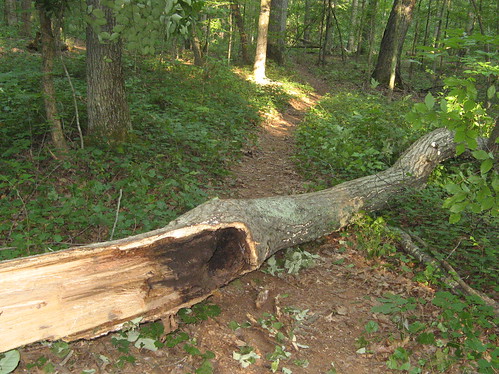 Tree across the trail