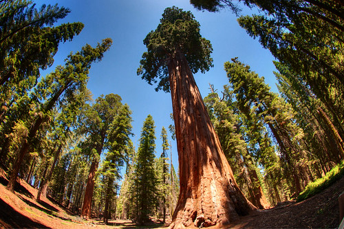 Sequoia National Park 10
