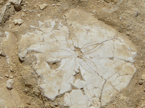 Fòsil a Dwejra Bay