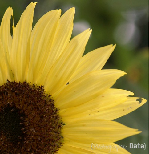 sunflower 4