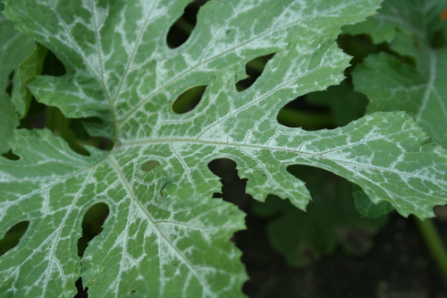 Squash Leaf