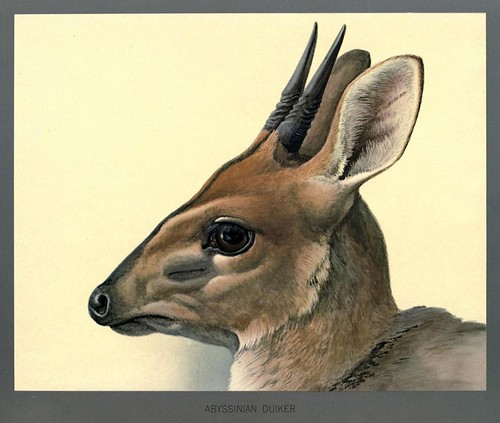 015-Pequeño antilope abisinio-Album of Abyssinian birds and mammals 1930- Louis Agassiz Fuertes