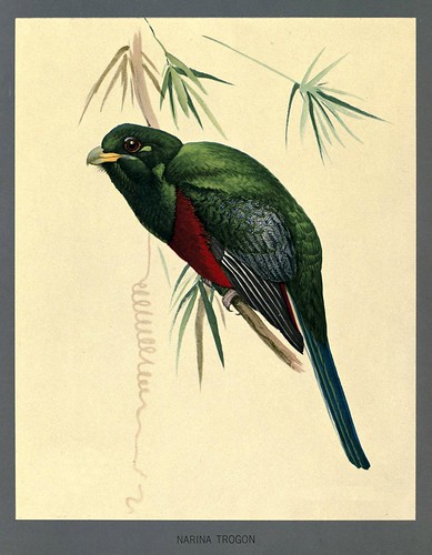 012-Narina trogon-Album of Abyssinian birds and mammals 1930- Louis Agassiz Fuertes