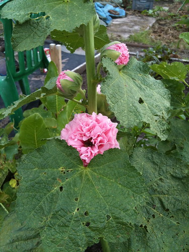 The Allotment August 2010 - Hollyhocks first flowers