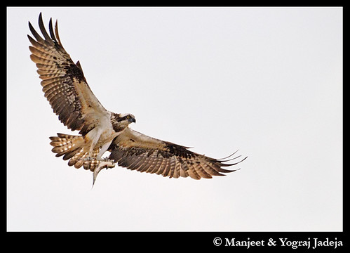 Osprey (Pandion haliaetus) flying with fish