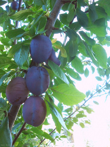 pretty plums