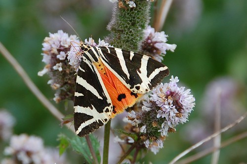 jersey tiger moth