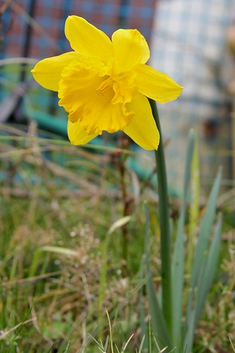 First Daffodil of 2011