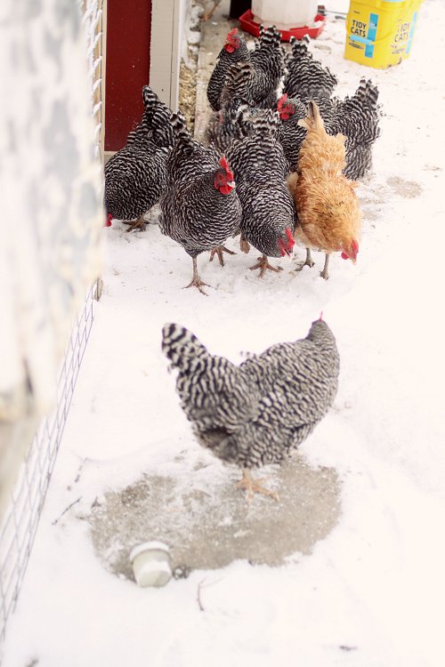 02-09-chickens
