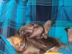 Baby tamandua nursing