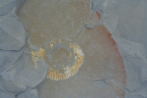 Fossil03