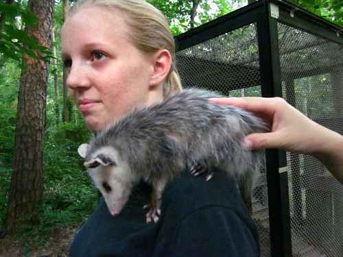 Petting the baby possum.
