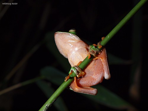 橙腹樹蛙 Rhacophorus aurantiventris