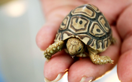 Tort in your hand
