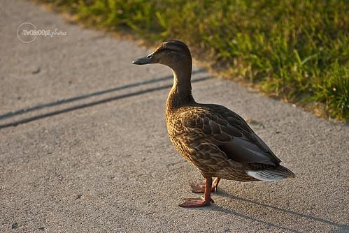 quack! day 187 (14)
