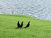 Boat-tailed Grackle Display 20100709